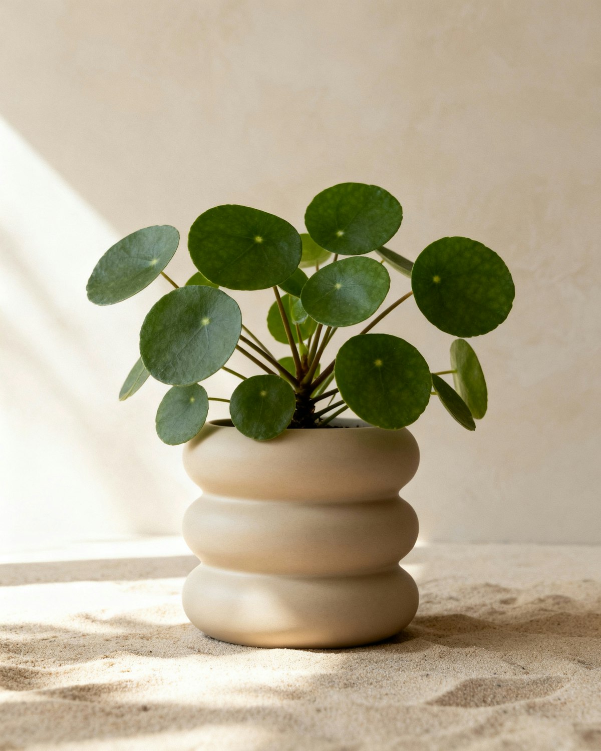A small pilea plant in a wavy beige pot resting on soft sand